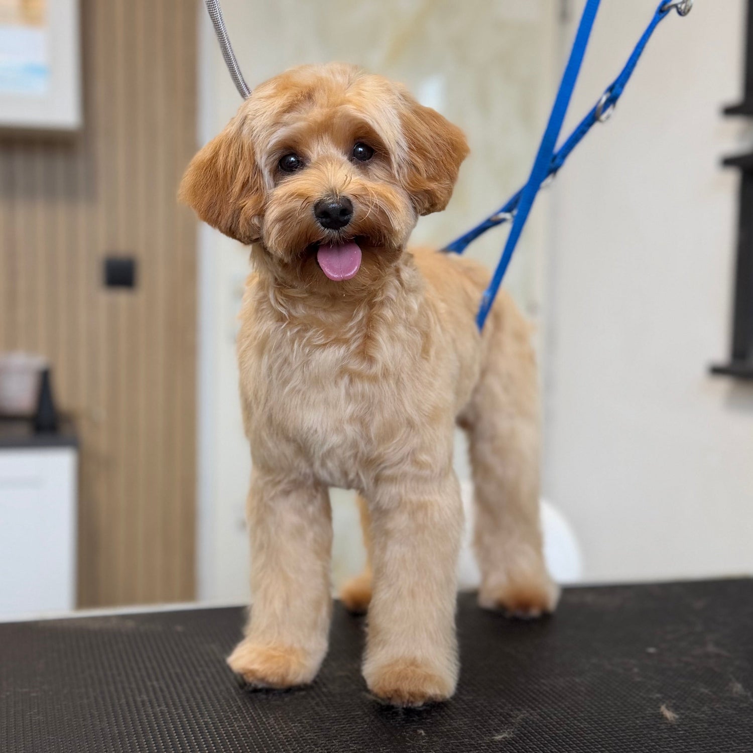 hondentrimsalon Pluizenbol in Vleuten - stagiaire aan het trimmen van een hond"